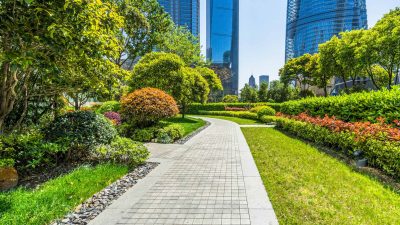 Budget Friendly Mowers and Lawn