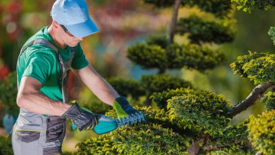 Budget Friendly Mowers and Lawn