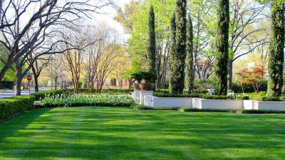 Budget Friendly Mowers and Lawn