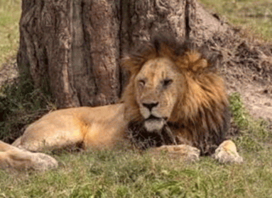 Leopard_Malawi_Header-2-720x525