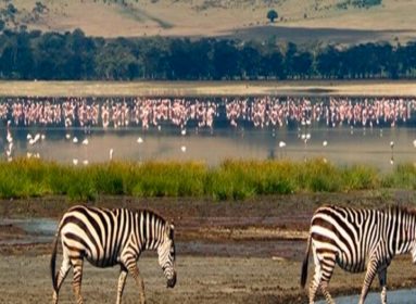 Tanz-ZanzHeader-720x606